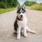 Nanook 